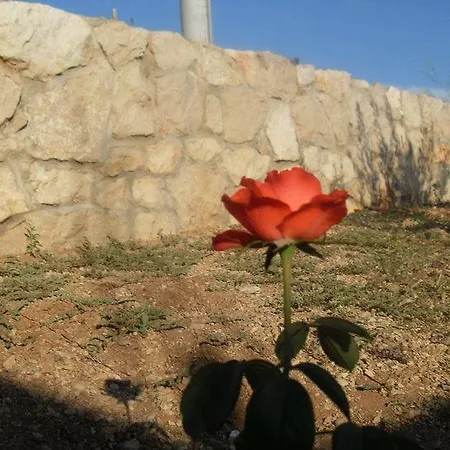 Appartamento Leona *